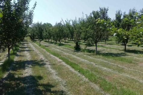 BEE FARM VOYVODA